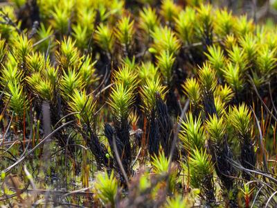 polytrichum perigoniale