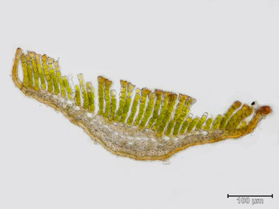 polytrichum perigoniale blatt querschnitt