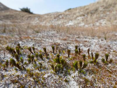 polytrichum perigoniale lebensraum