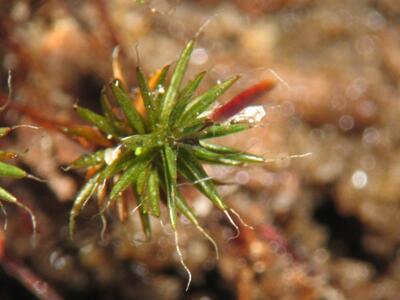 polytrichum piliferum detail