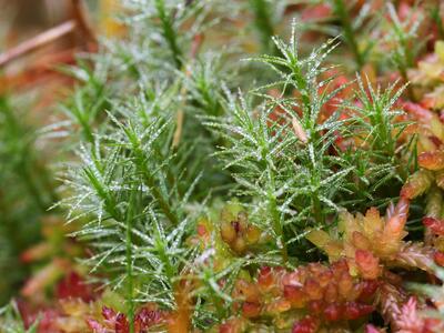 polytrichum strictum habitus