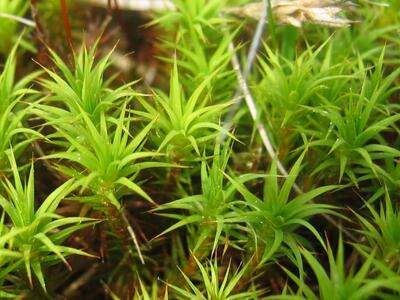 polytrichum strictum weibchen