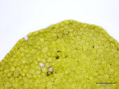porella platyphylla oberlappen blattspitze