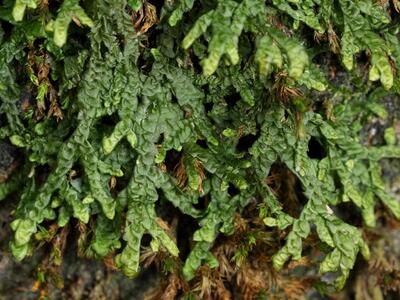 porella platyphylla trocken