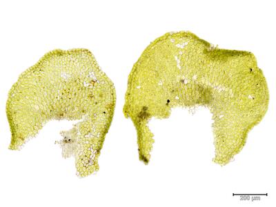 porella platyphylla unterblatt