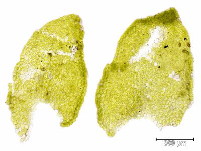 porella platyphylla unterlappen