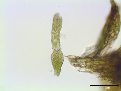 acaulon muticum archegonium