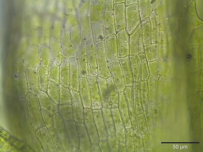 acaulon triquetrum lamina