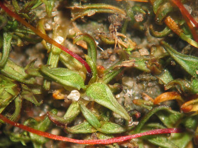 aloina aloides detail