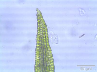 barbula fallax blattspitze