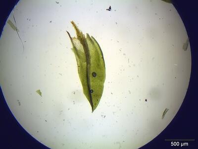barbula unguiculata blatt