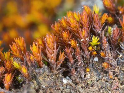 bryoerythrophyllum ferruginascens