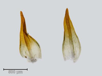 bryoerythrophyllum ferruginascens blatt