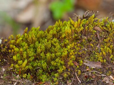 encalypta streptocarpa