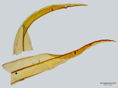 geheebia gigantea blatt