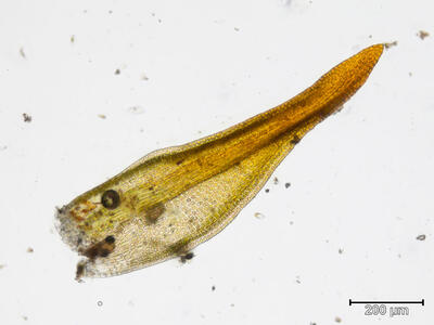 gymnostomum aeruginosum blatt