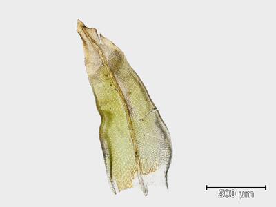 leptodontium flexifolium blatt