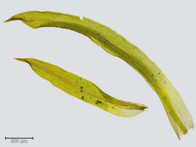 oxystegus tenuirostris blatt
