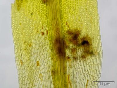 oxystegus tenuirostris blattmitte