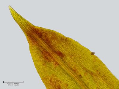 oxystegus tenuirostris blattspitze