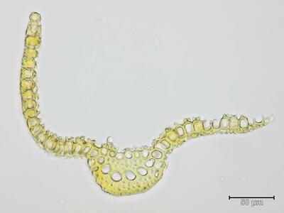 pleurochaete squarrosa blatt quer