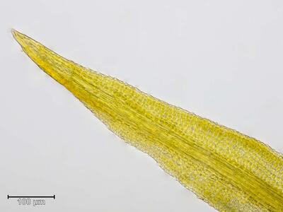 pleurochaete squarrosa blattspitze