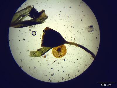 pottia davalliana kapsel