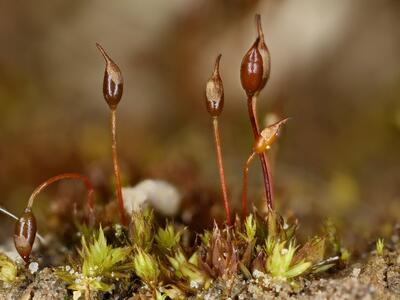 pottia intermedia