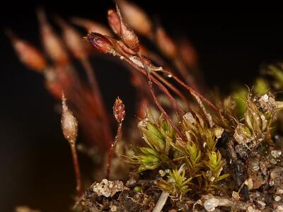 pottia lanceolata