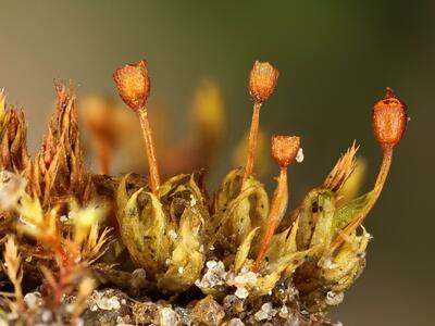 pottia truncata