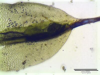 pterygoneurum subsessile blattspitze