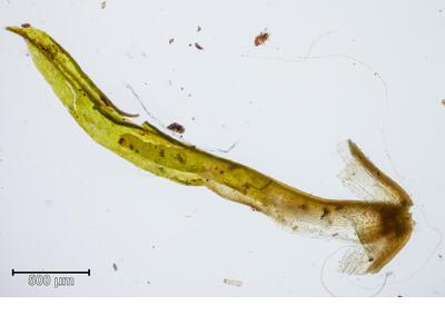 tortella flavovirens blatt