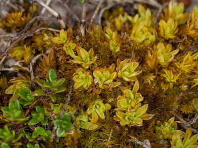 tortella inclinata