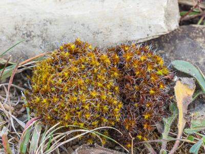 tortula calcicolens