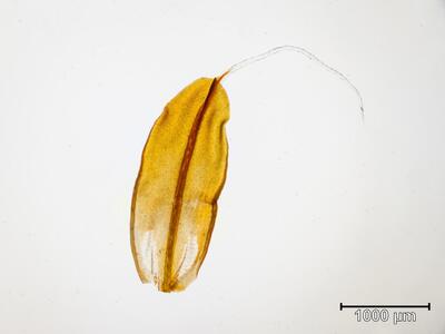 tortula calcicolens blatt