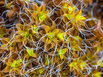 tortula calcicolens detail