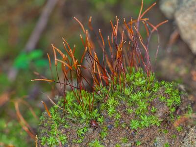 tortula subulata