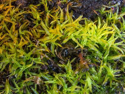 trichostomum brachydontium detail