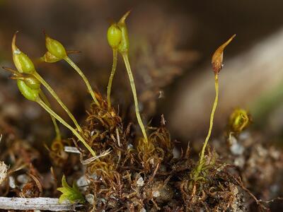 weissia brachycarpa