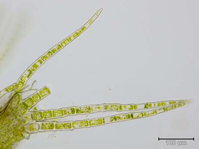 blepharostoma trichophyllum blaetter