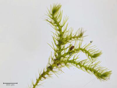 blepharostoma trichophyllum habitus