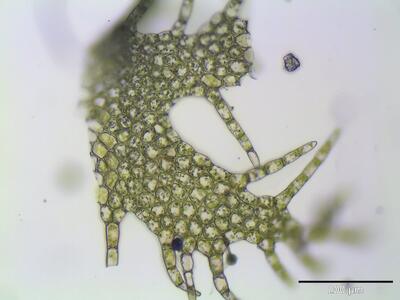 ptilidium pulcherrinum thallus