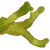 Ricciaceae