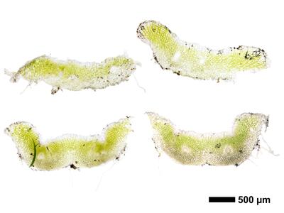 riccia beyrichiana swe thallus cross section