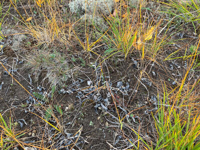 riccia bifurca swe habitat