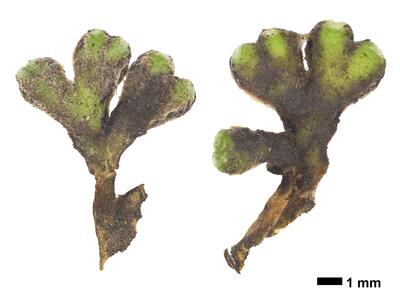 riccia bifurca swe stature dorsal side