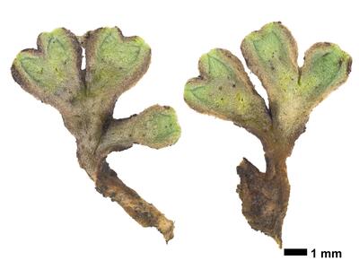 riccia bifurca swe stature ventral side
