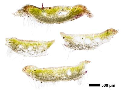 riccia bifurca swe thallus cross section