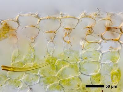 riccia bifurca swe thallus epidermis cross section