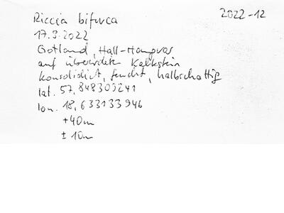 riccia bifurca swe voucher specimen